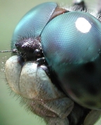 Eyes of a Fly